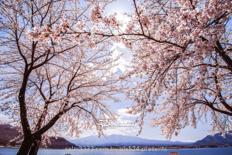 河口湖北岸ウォーキングトレイル！満開の桜並木と富士山撮影！富士五湖 