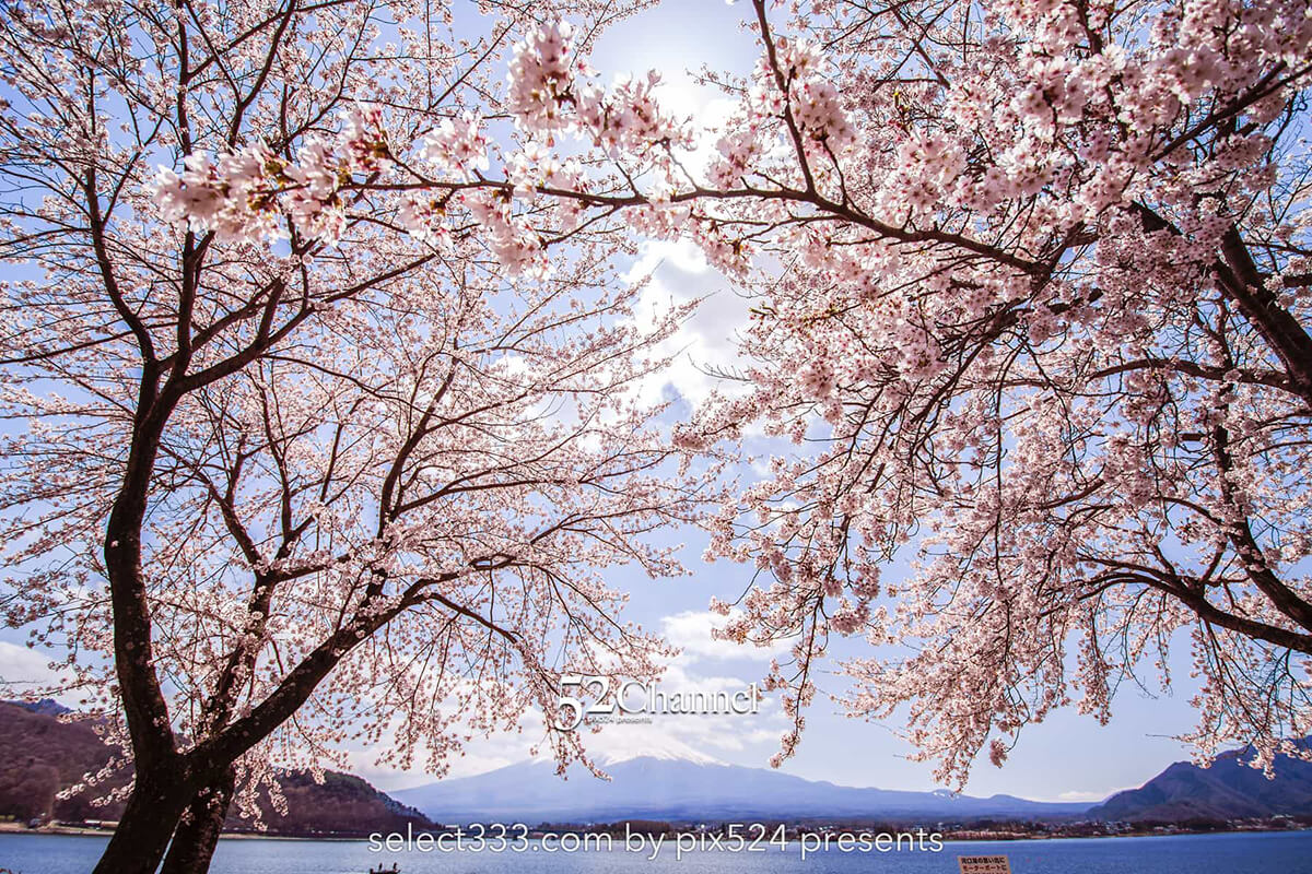 河口湖北岸ウォーキングトレイル！満開の桜並木と富士山撮影！富士五湖の桜撮影地：writing and Photo by pix524:Masaya Konishi （小西雅哉）写真を楽しむブログ 主宰