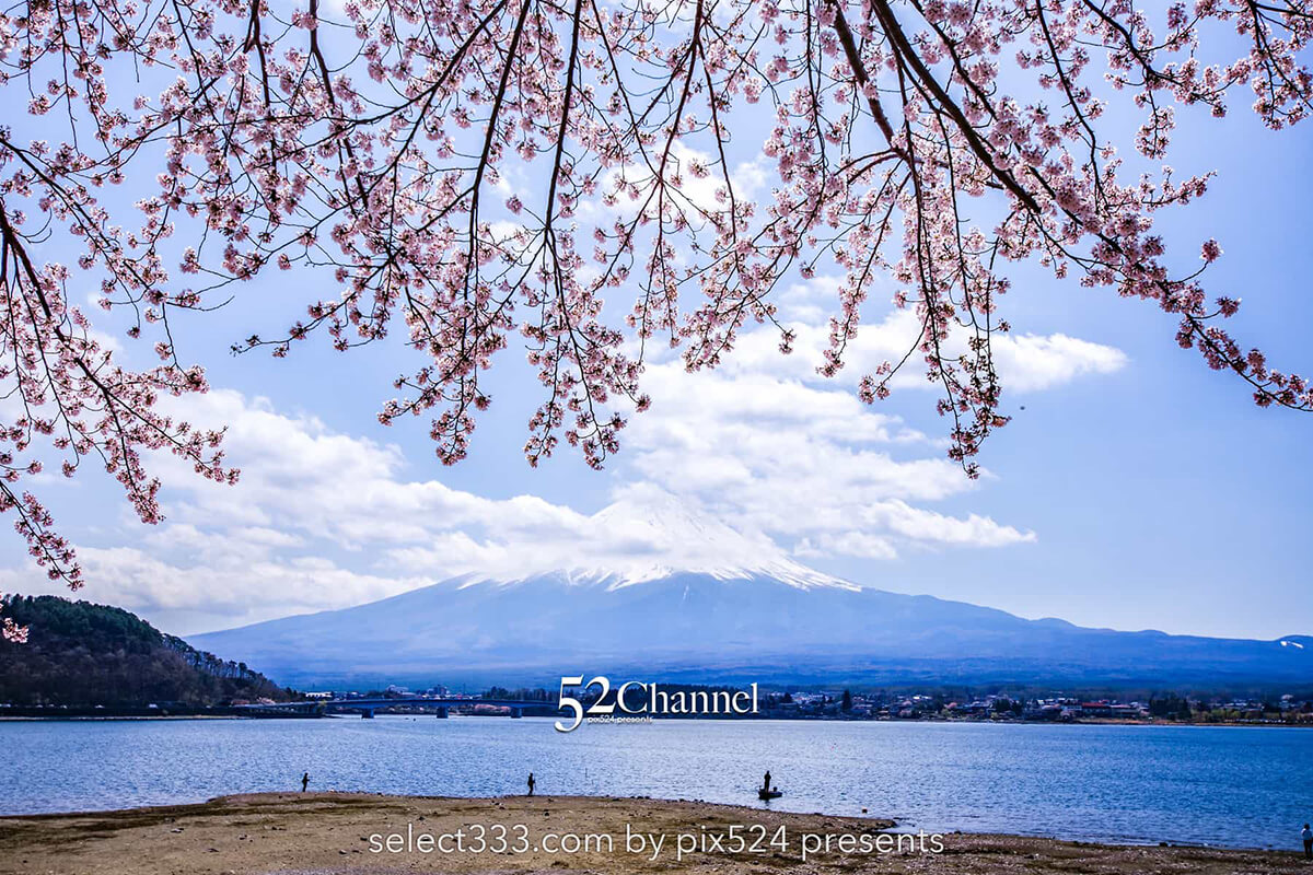 河口湖北岸ウォーキングトレイル！満開の桜並木と富士山撮影！富士五湖の桜撮影地：writing and Photo by pix524:Masaya Konishi （小西雅哉）写真を楽しむブログ 主宰