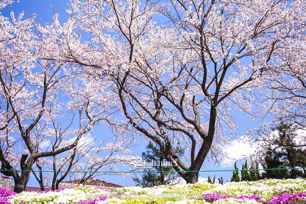 河口湖北岸ウォーキングトレイル！満開の桜並木と富士山撮影！富士五湖の桜撮影地：writing and Photo by pix524:Masaya Konishi （小西雅哉）写真を楽しむブログ 主宰