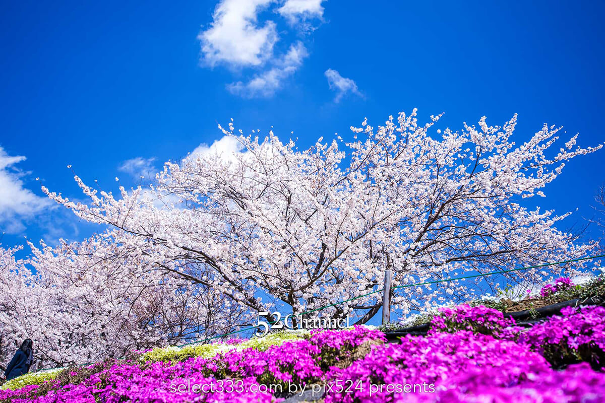 河口湖北岸ウォーキングトレイル！満開の桜並木と富士山撮影！富士五湖の桜撮影地：writing and Photo by pix524:Masaya Konishi （小西雅哉）写真を楽しむブログ 主宰