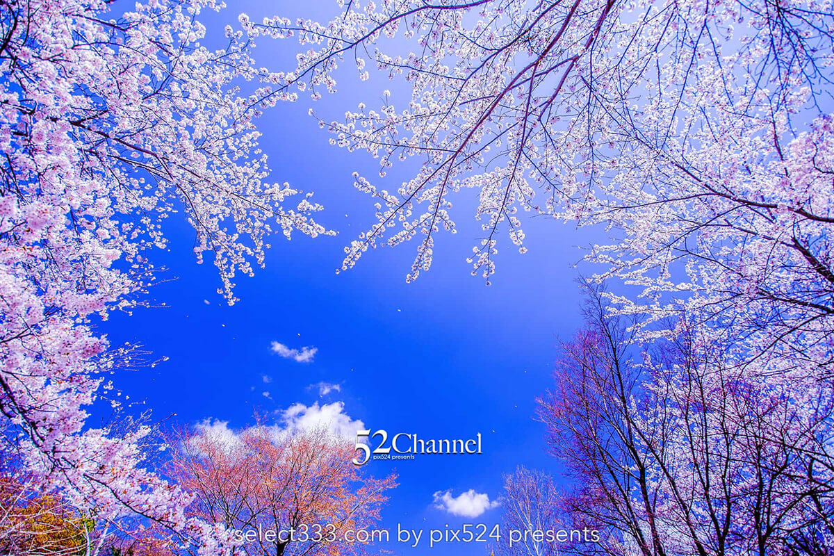 河口湖北岸ウォーキングトレイル！満開の桜並木と富士山撮影！富士五湖の桜撮影地：writing and Photo by pix524:Masaya Konishi （小西雅哉）写真を楽しむブログ 主宰