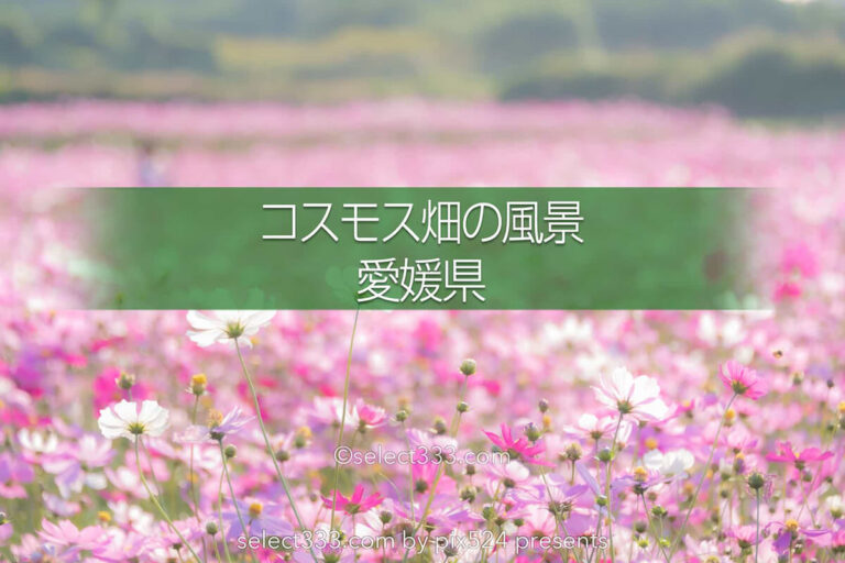 コスモス畑が魅せる秋景色！河村ひまわり園に咲き誇る秋桜の風景！四国中央市の撮影地