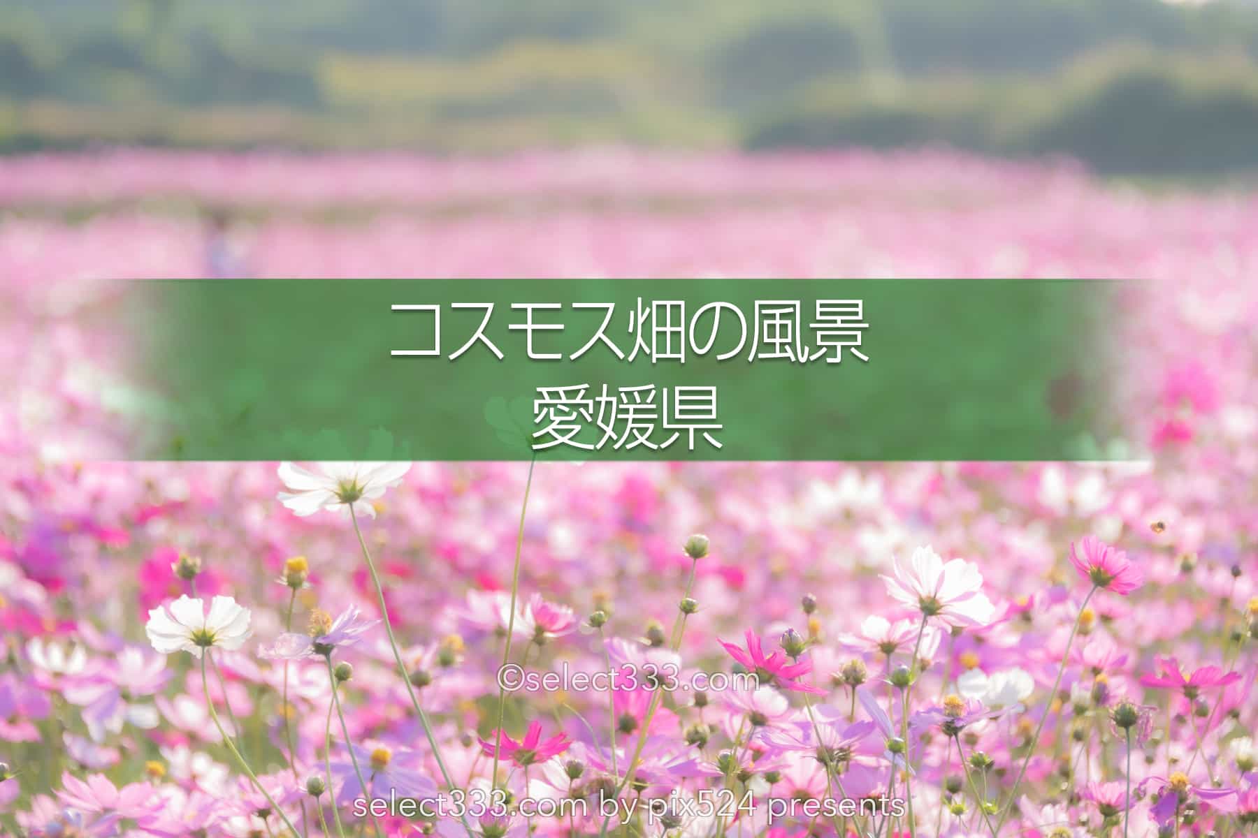 コスモス畑が魅せる秋景色！河村ひまわり園に咲き誇る秋桜の風景！四国中央市の撮影地