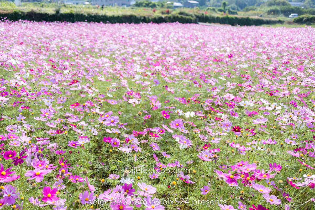 コスモス畑が魅せる秋景色！河村ひまわり園に咲き誇る秋桜の風景！四国中央市の撮影地