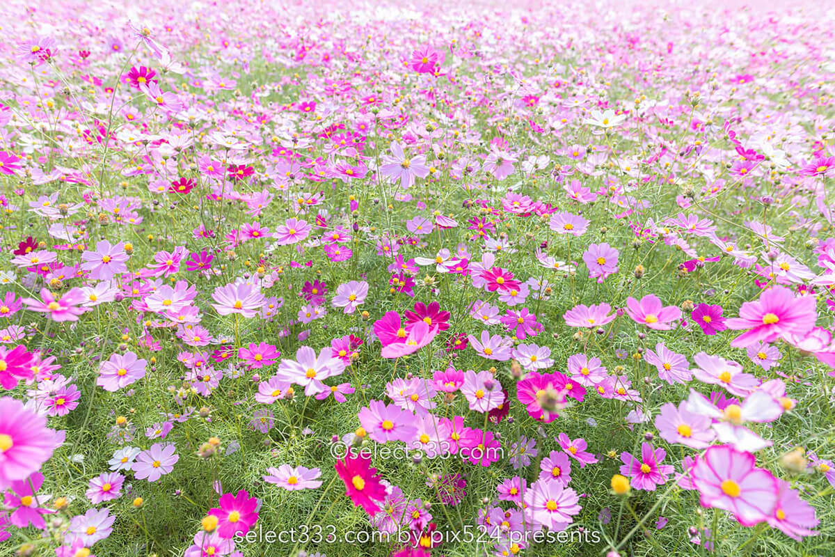 コスモス畑が魅せる秋景色！河村ひまわり園に咲き誇る秋桜の風景！四国中央市の撮影地