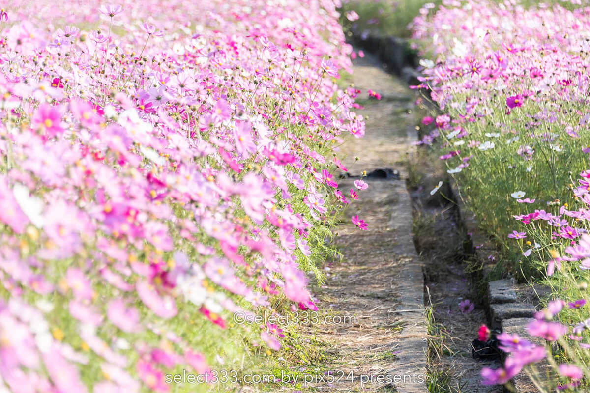 コスモス畑が魅せる秋景色！河村ひまわり園に咲き誇る秋桜の風景！四国中央市の撮影地