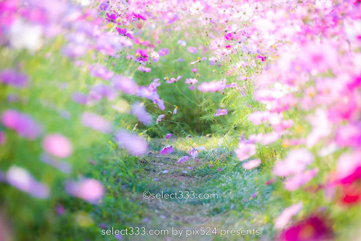 コスモス畑が魅せる秋景色！河村ひまわり園に咲き誇る秋桜の風景！四国中央市の撮影地