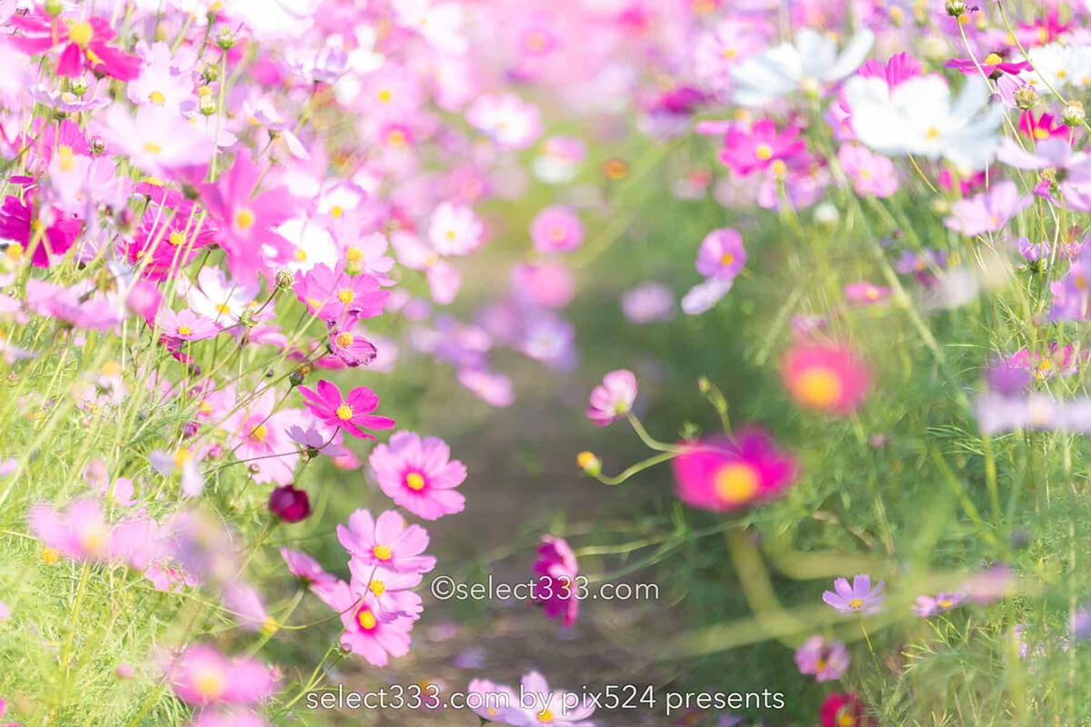 コスモス畑が魅せる秋景色！河村ひまわり園に咲き誇る秋桜の風景！四国中央市の撮影地