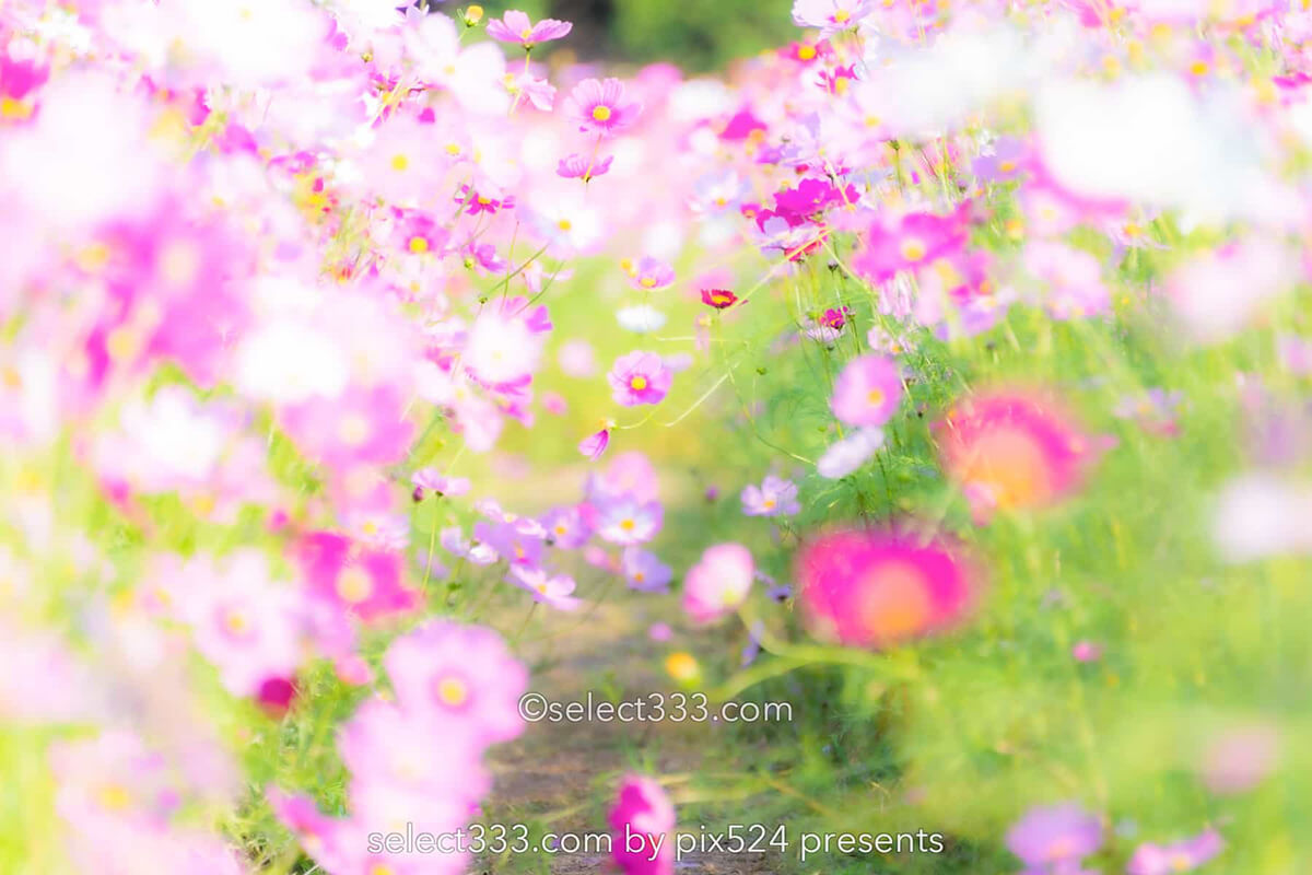 コスモス畑が魅せる秋景色！河村ひまわり園に咲き誇る秋桜の風景！四国中央市の撮影地