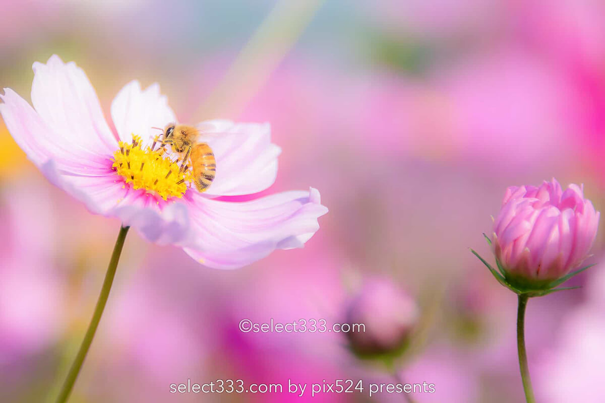 コスモス畑が魅せる秋景色！河村ひまわり園に咲き誇る秋桜の風景！四国中央市の撮影地