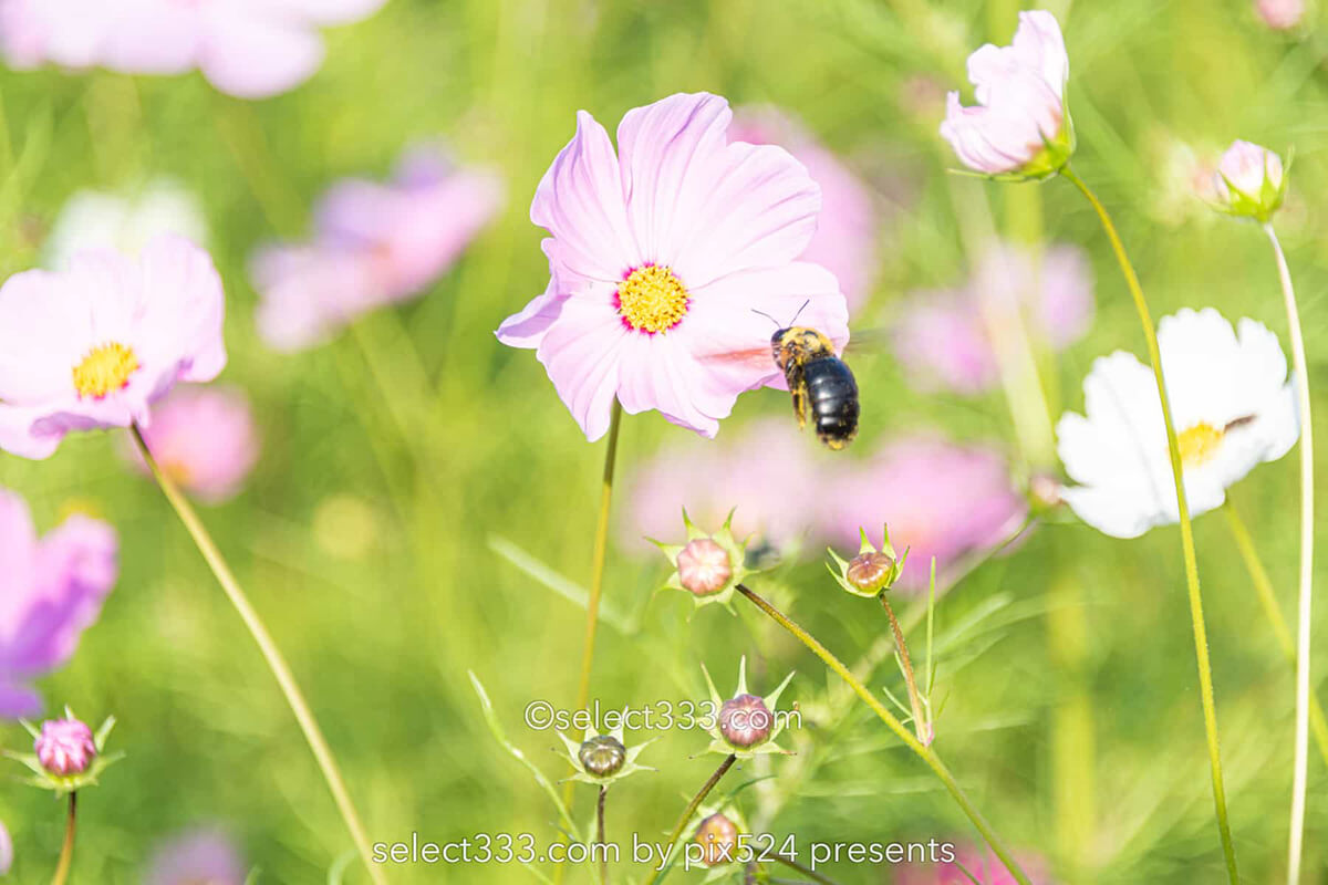 コスモス畑が魅せる秋景色！河村ひまわり園に咲き誇る秋桜の風景！四国中央市の撮影地