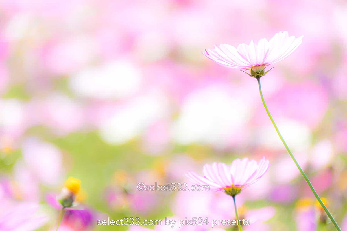 コスモス畑が魅せる秋景色！河村ひまわり園に咲き誇る秋桜の風景！四国中央市の撮影地