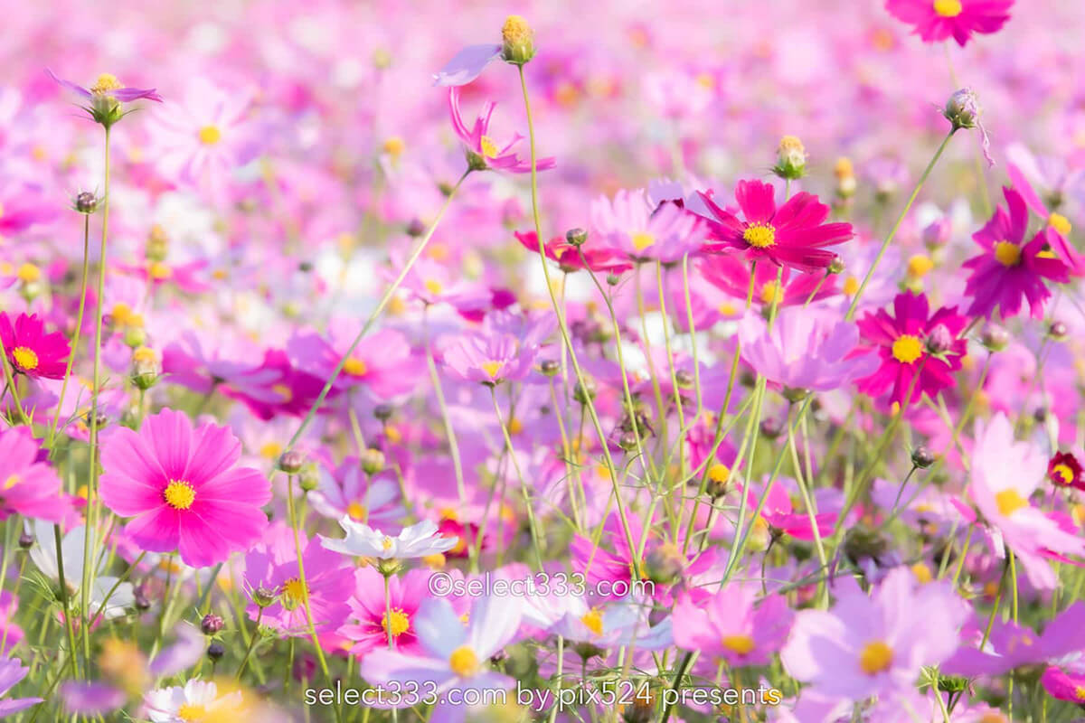 コスモス畑が魅せる秋景色！河村ひまわり園に咲き誇る秋桜の風景！四国中央市の撮影地