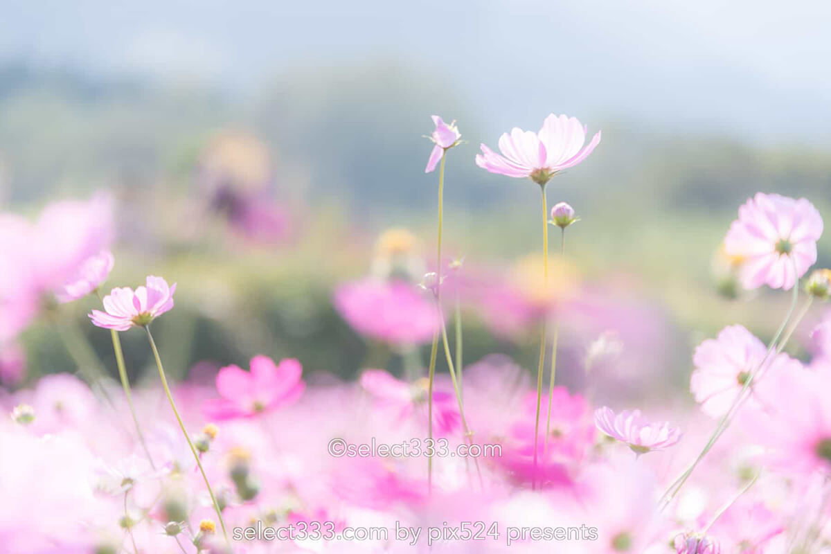 コスモス畑が魅せる秋景色！河村ひまわり園に咲き誇る秋桜の風景！四国中央市の撮影地