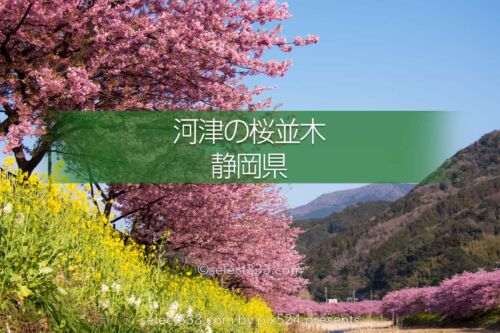 河津桜まつりの桜並木観光と撮影！満開時期と撮影ポイントは？駐車場・桜スポット・しだれ桜