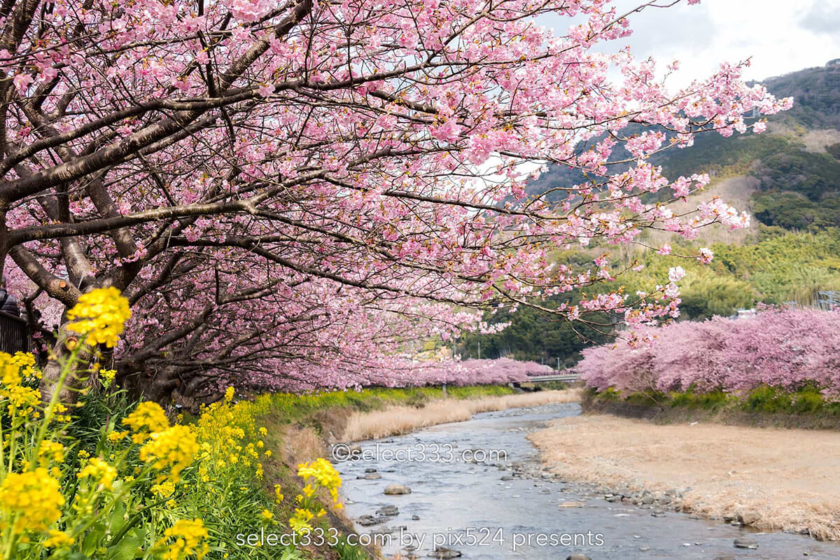 河津桜まつりの桜並木観光と撮影！満開時期と撮影ポイントは？駐車場・桜スポット・しだれ桜