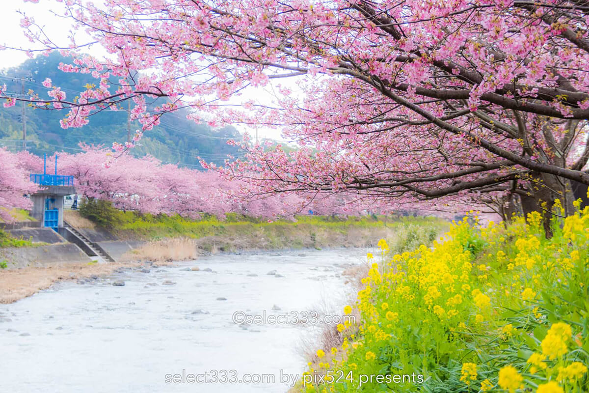 河津桜まつりの桜並木観光と撮影！満開時期と撮影ポイントは？駐車場・桜スポット・しだれ桜