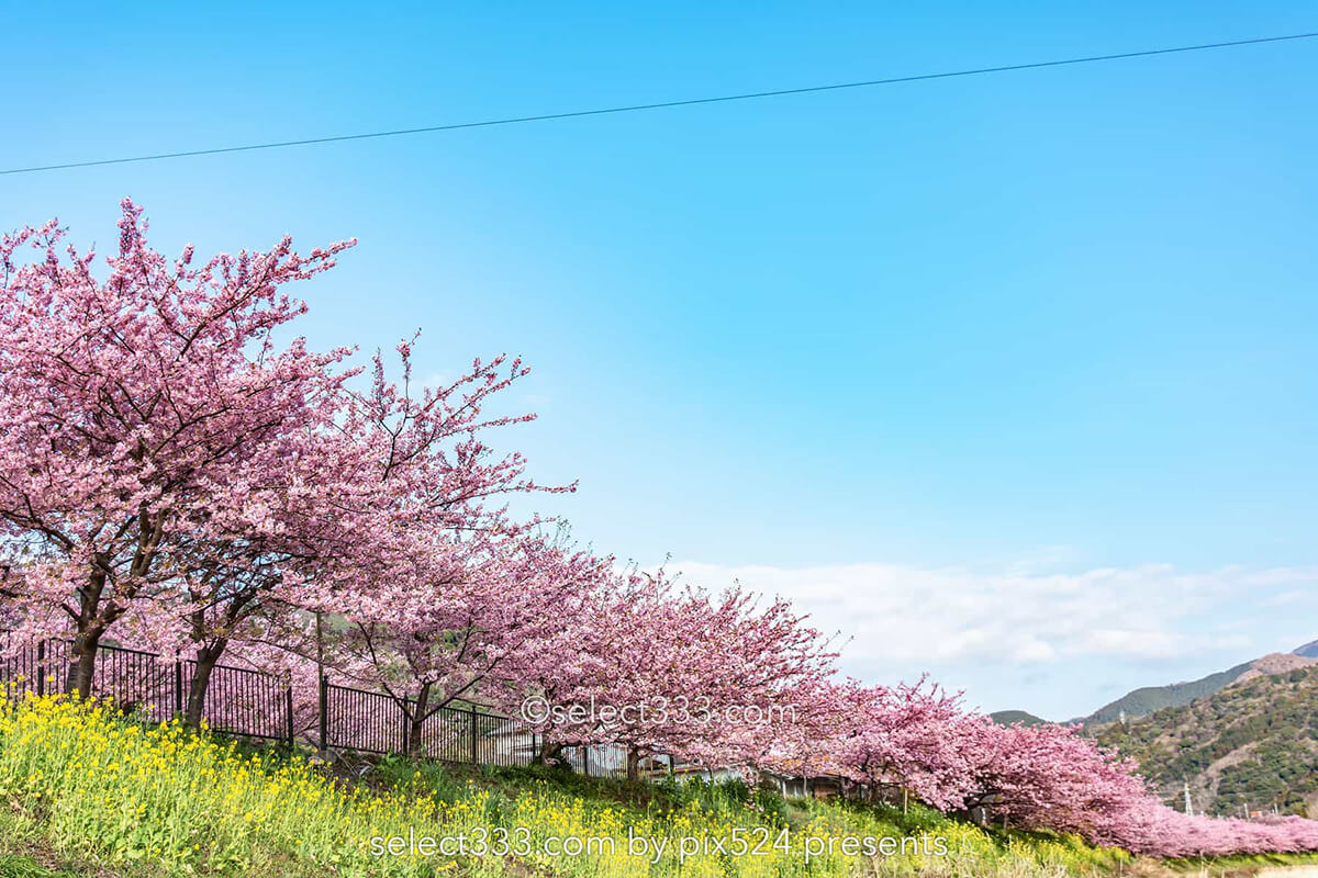 河津桜まつりの桜並木観光と撮影！満開時期と撮影ポイントは？駐車場・桜スポット・しだれ桜