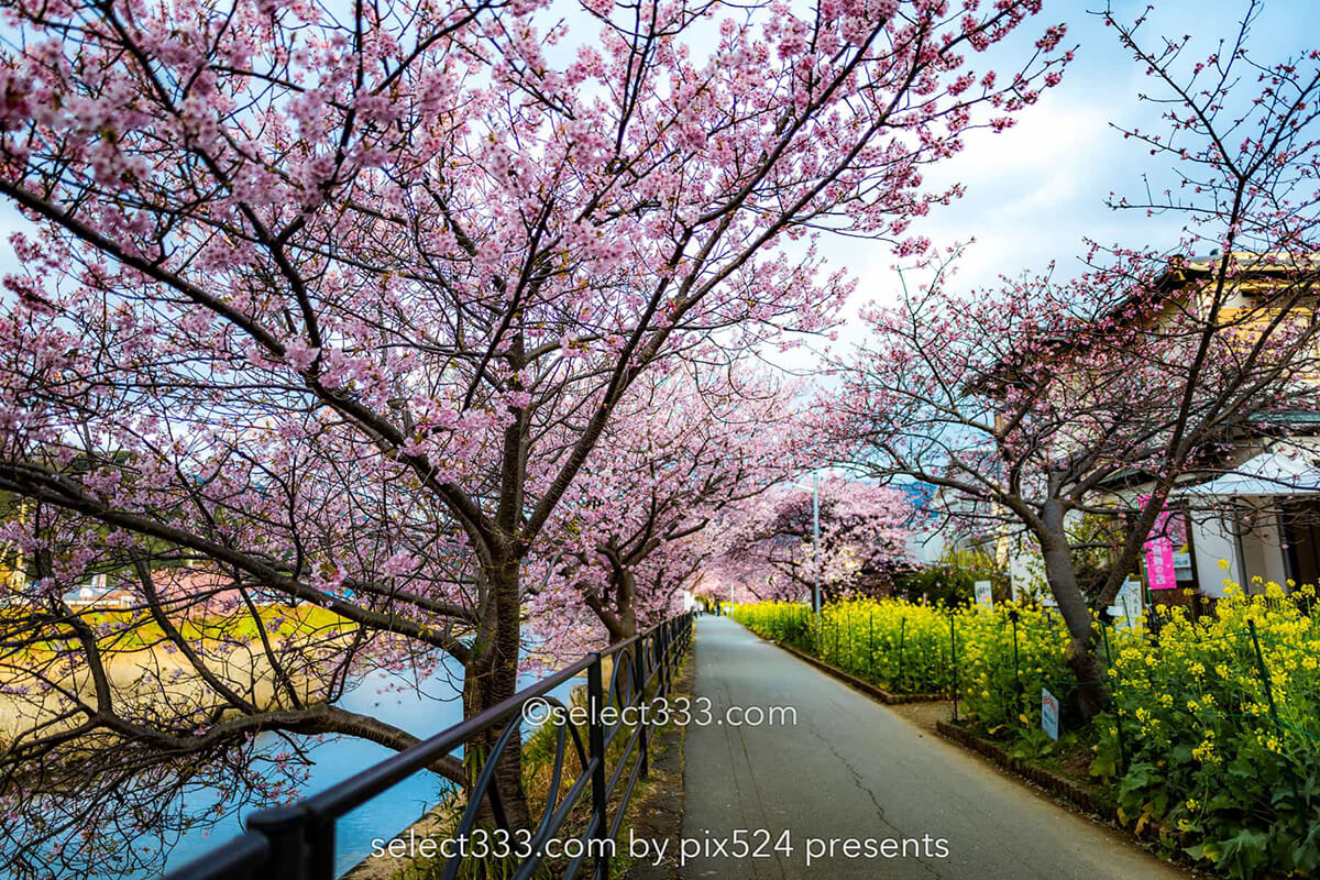 河津桜まつりの桜並木観光と撮影！満開時期と撮影ポイントは？駐車場・桜スポット・しだれ桜