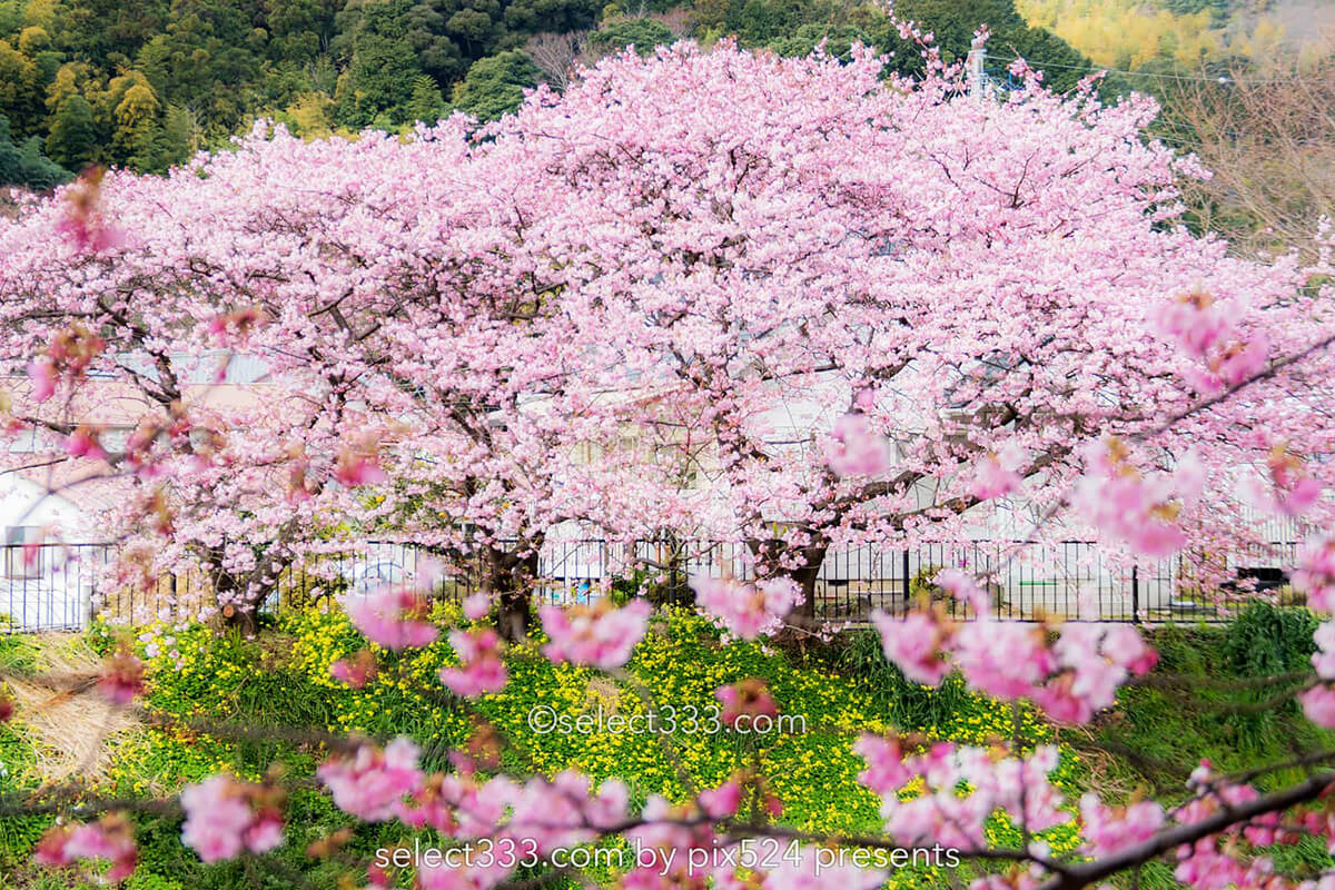 河津桜まつりの桜並木観光と撮影！満開時期と撮影ポイントは？駐車場・桜スポット・しだれ桜