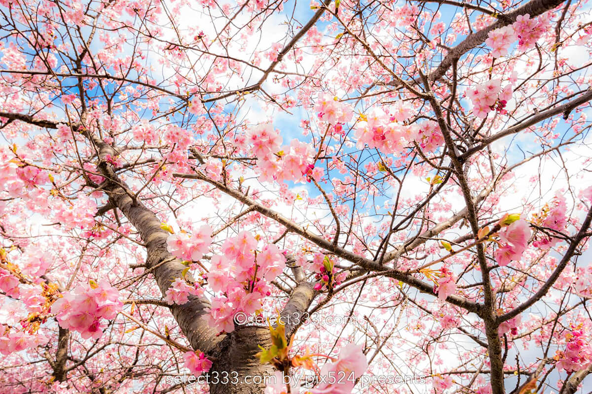 河津桜まつりの桜並木観光と撮影！満開時期と撮影ポイントは？駐車場・桜スポット・しだれ桜