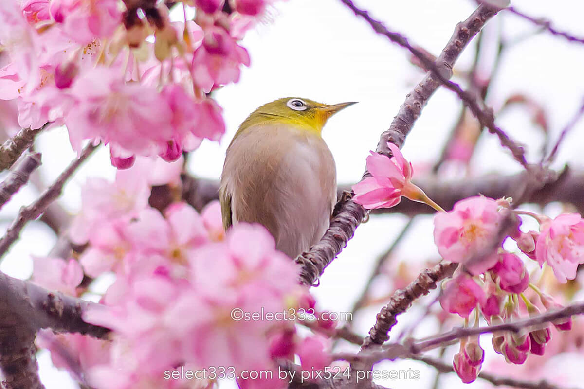 河津桜まつりの桜並木観光と撮影！満開時期と撮影ポイントは？駐車場・桜スポット・しだれ桜