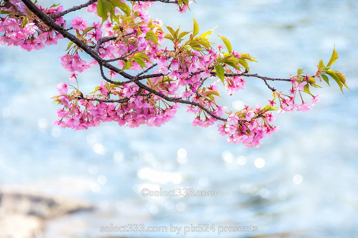 河津桜まつりの桜並木観光と撮影！満開時期と撮影ポイントは？駐車場・桜スポット・しだれ桜