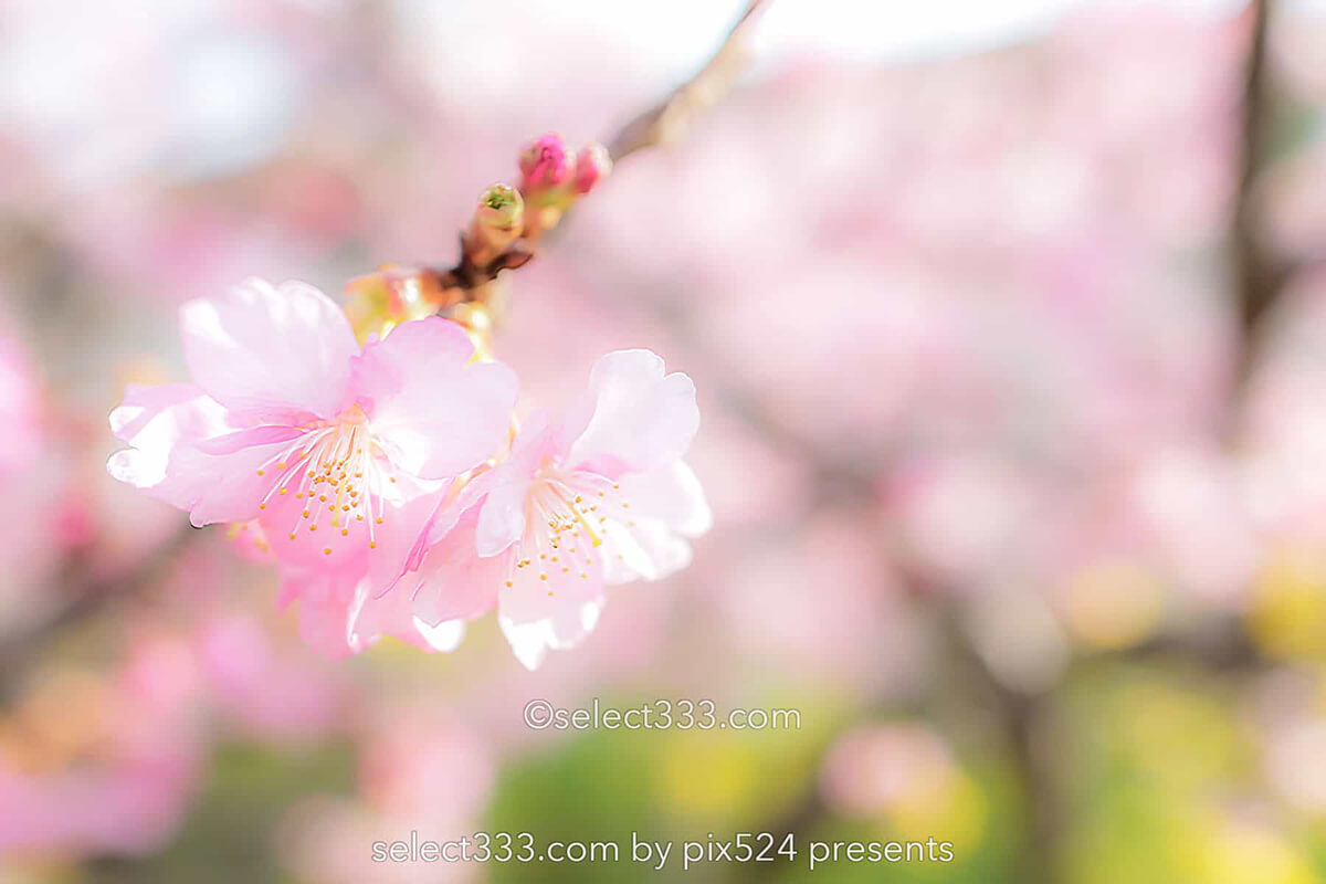 河津桜まつりの桜並木観光と撮影！満開時期と撮影ポイントは？駐車場・桜スポット・しだれ桜