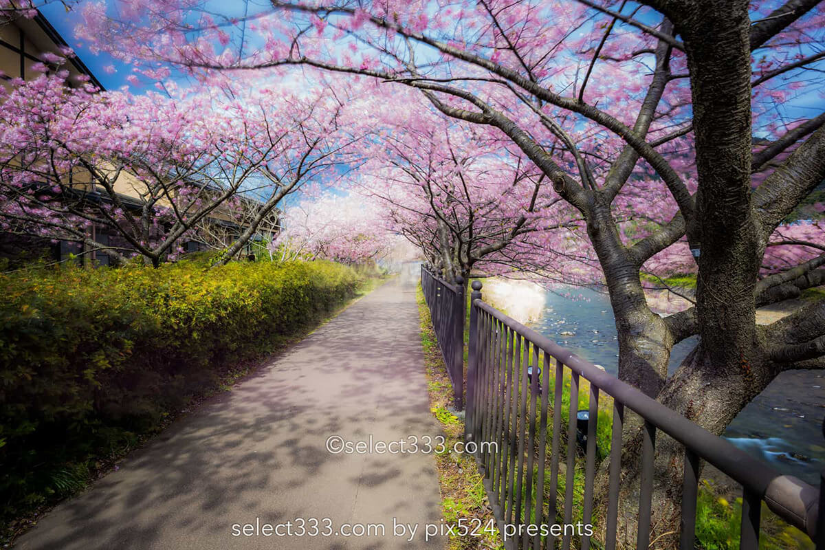 河津桜まつりの桜並木観光と撮影！満開時期と撮影ポイントは？駐車場・桜スポット・しだれ桜