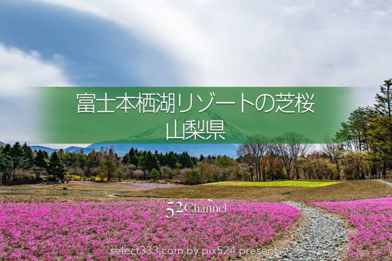 富士本栖湖リゾート芝桜と竜神池の逆さ富士！アクセスと見頃は？芝桜と富士山撮影攻略：writing and Photo by pix524:Masaya Konishi （小西雅哉）写真を楽しむブログ 主宰