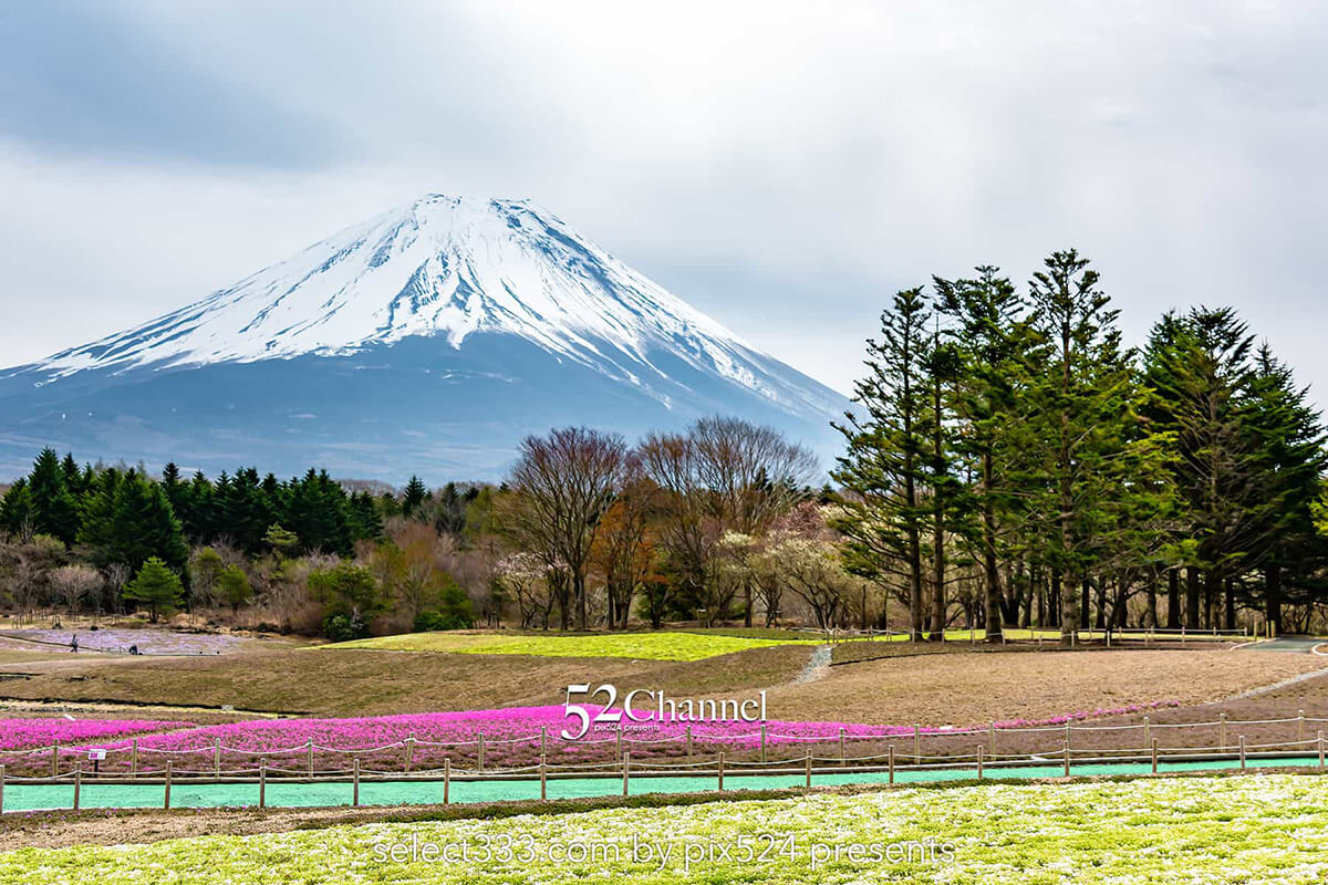 富士本栖湖リゾート芝桜と竜神池の逆さ富士！アクセスと見頃は？芝桜と富士山撮影攻略：writing and Photo by pix524:Masaya Konishi （小西雅哉）写真を楽しむブログ 主宰