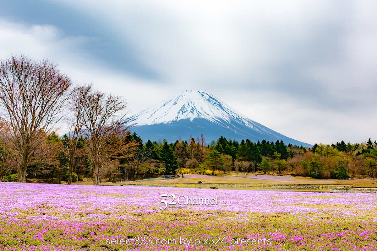 富士本栖湖リゾート芝桜と竜神池の逆さ富士！アクセスと見頃は？芝桜と富士山撮影攻略：writing and Photo by pix524:Masaya Konishi （小西雅哉）写真を楽しむブログ 主宰