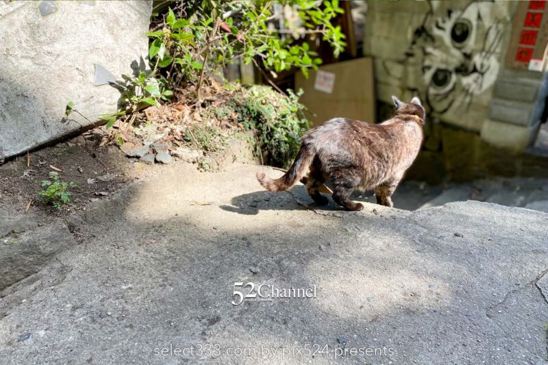 猫の細道：猫の町尾道の路地裏の散策！猫アートを楽しむ散歩道！広島県観光お勧めスポット