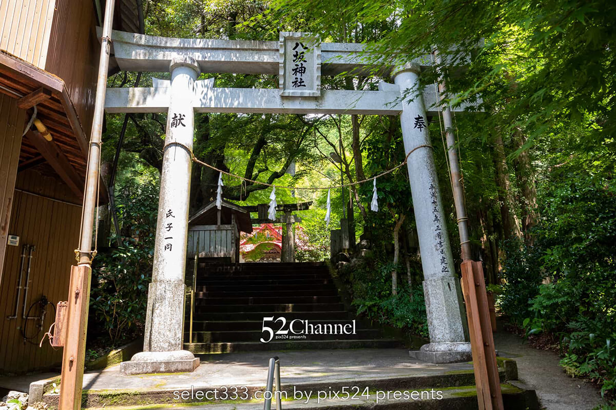 杉の大スギ：美空ひばりと縁が深い大豊町にある日本一の杉の木！高知県のパワースポット：writing and Photo by pix524:Masaya Konishi （小西雅哉）写真を楽しむブログ 主宰