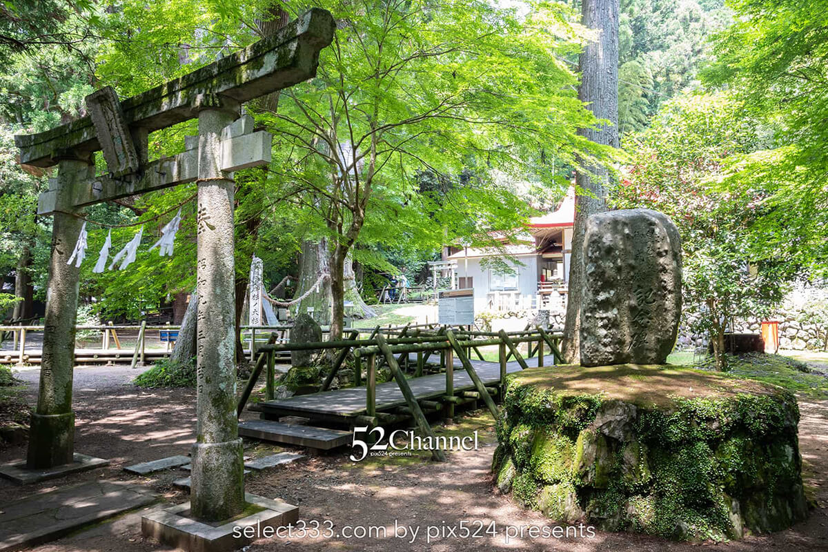 杉の大スギ：美空ひばりと縁が深い大豊町にある日本一の杉の木！高知県のパワースポット：writing and Photo by pix524:Masaya Konishi （小西雅哉）写真を楽しむブログ 主宰