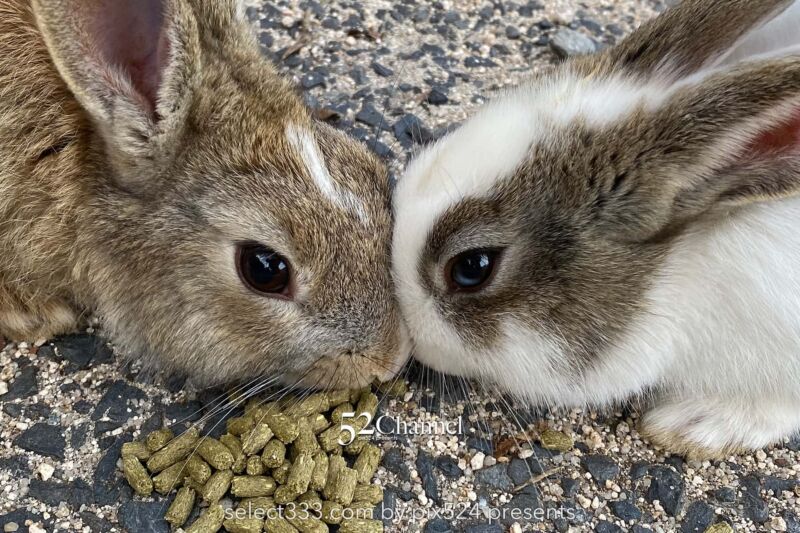 うさぎ島(大久野島):兎が集まる癒しの島!瀬戸内海のウサ天国!広島県の観光スポット