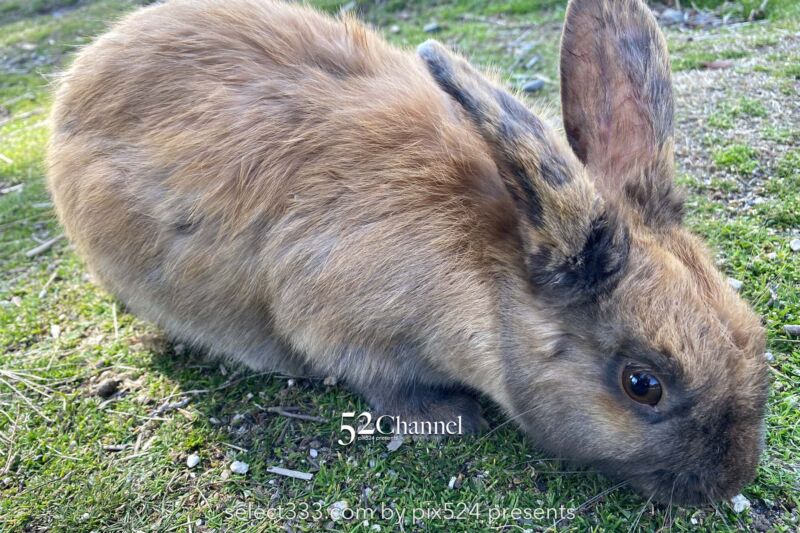うさぎ島(大久野島):兎が集まる癒しの島!瀬戸内海のウサ天国!広島県の観光スポット
