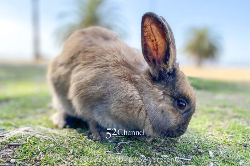 うさぎ島(大久野島):兎が集まる癒しの島!瀬戸内海のウサ天国!広島県の観光スポット