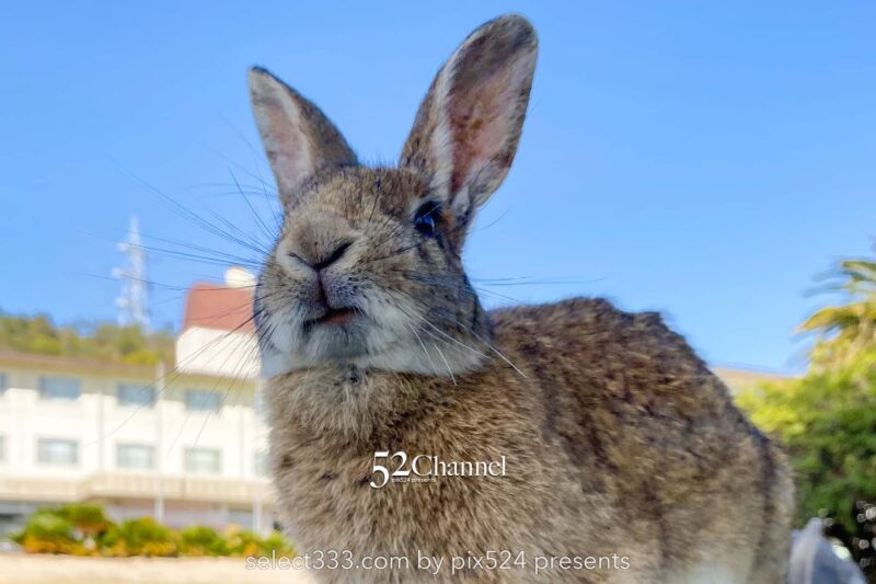 うさぎ島(大久野島):兎が集まる癒しの島!瀬戸内海のウサ天国!広島県の観光スポット
