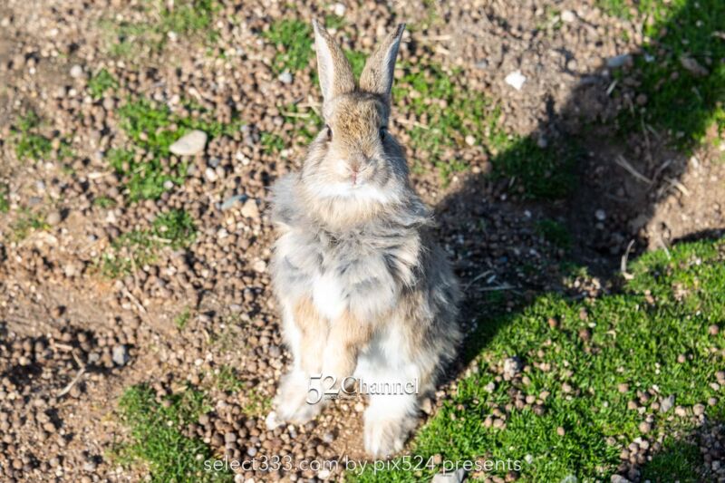 うさぎ島(大久野島):兎が集まる癒しの島!瀬戸内海のウサ天国!広島県の観光スポット