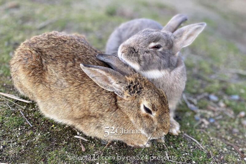 うさぎ島(大久野島):兎が集まる癒しの島!瀬戸内海のウサ天国!広島県の観光スポット
