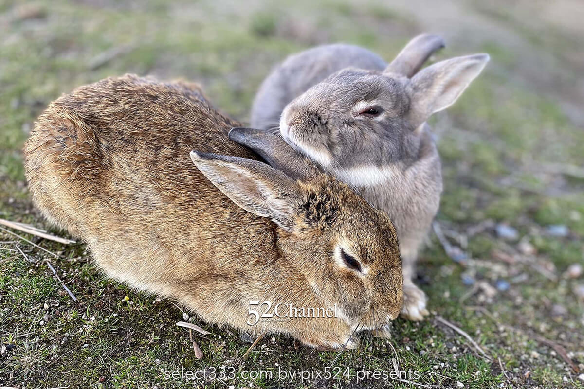うさぎ島（大久野島）：兎が集まる癒しの島！瀬戸内海のウサ天国！広島県の観光スポット