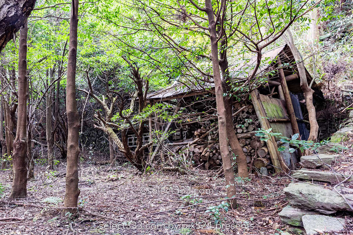 鹿森住宅跡：山の斜面に石積みの住居群跡！まるで古代遺跡の風景！愛媛県にある山中の産業遺産