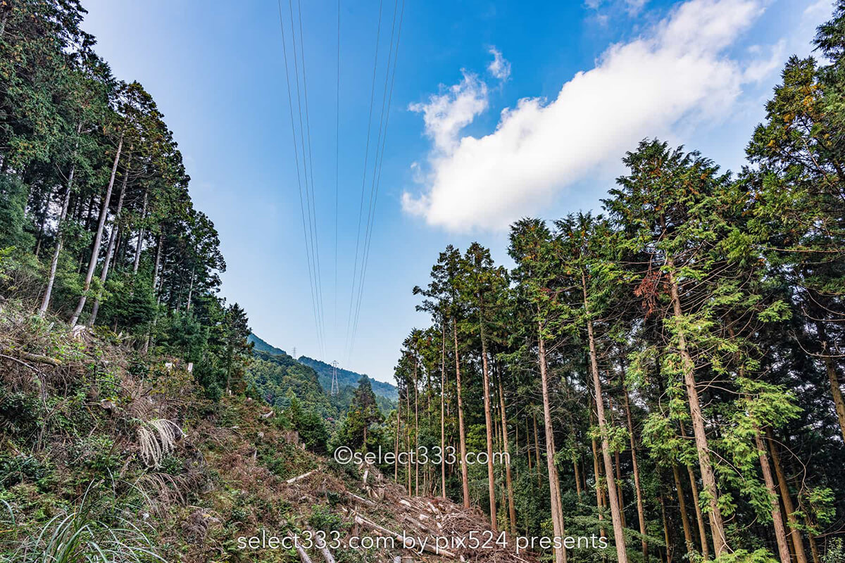 鹿森住宅跡：山の斜面に石積みの住居群跡！まるで古代遺跡の風景！愛媛県にある山中の産業遺産