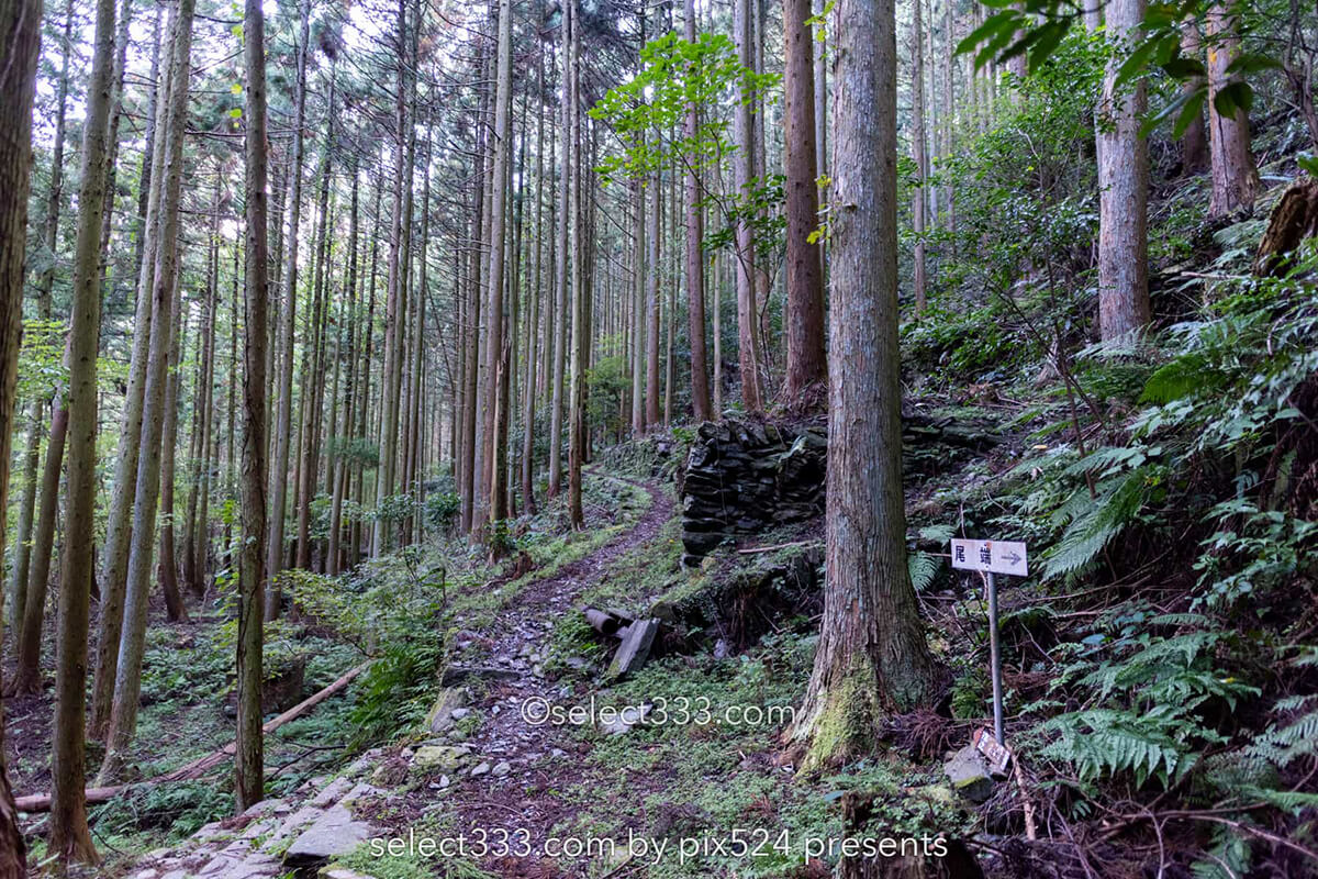 鹿森住宅跡：山の斜面に石積みの住居群跡！まるで古代遺跡の風景！愛媛県にある山中の産業遺産