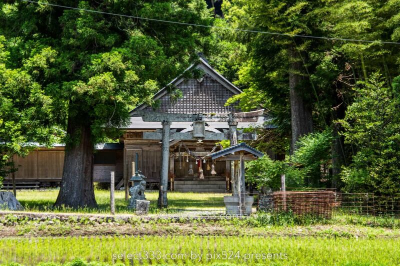 四万十川源流付近の風景！里山で見られる美しく透き通った沢！船戸河内五社神社と沢の景色