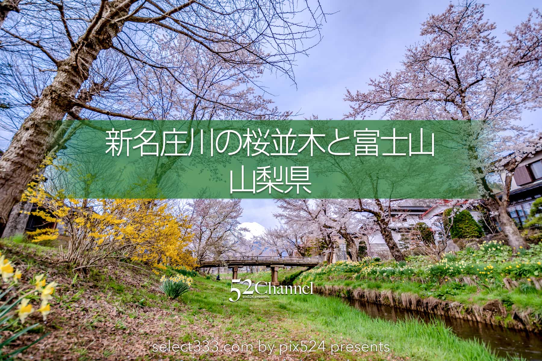 新名庄川の桜並木と富士山の撮影！忍野の桜の満開・見頃はいつ