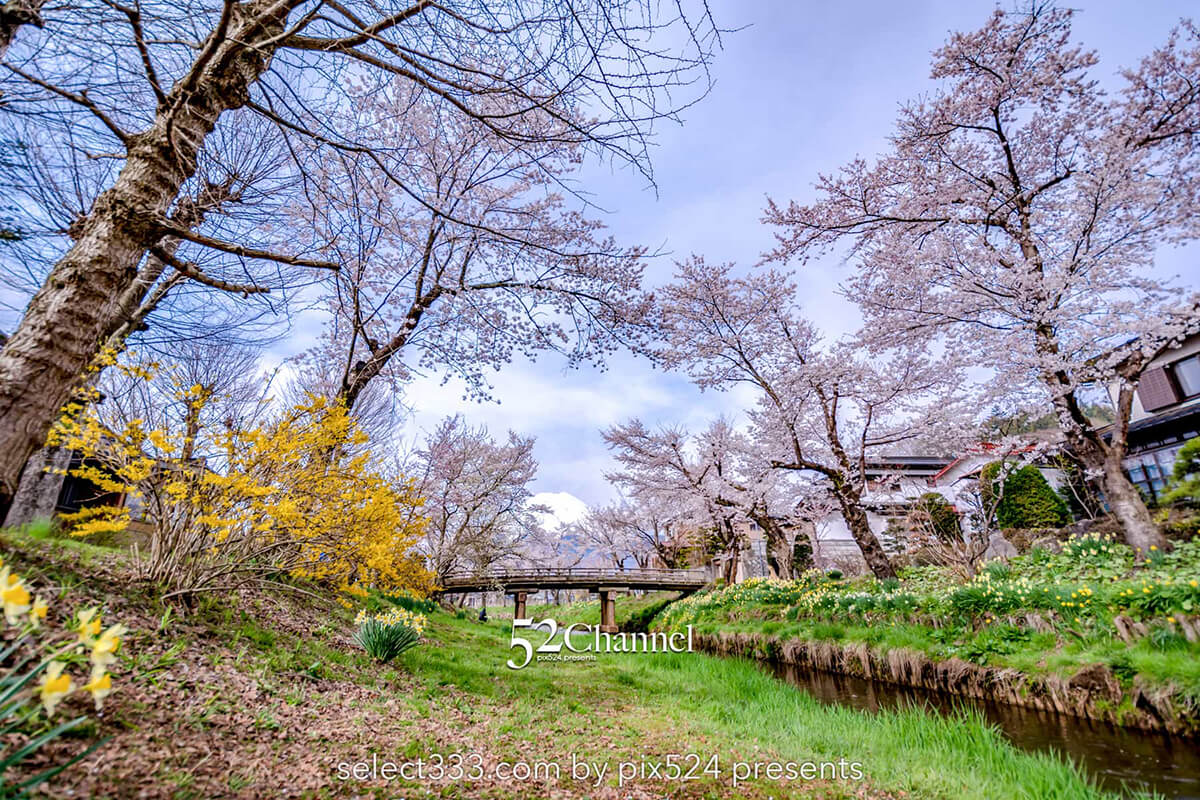 新名庄川の桜並木と富士山の撮影！忍野の桜の満開・見頃はいつ？富士山の麓の桜の風景：writing and Photo by pix524:Masaya Konishi （小西雅哉）写真を楽しむブログ 主宰
