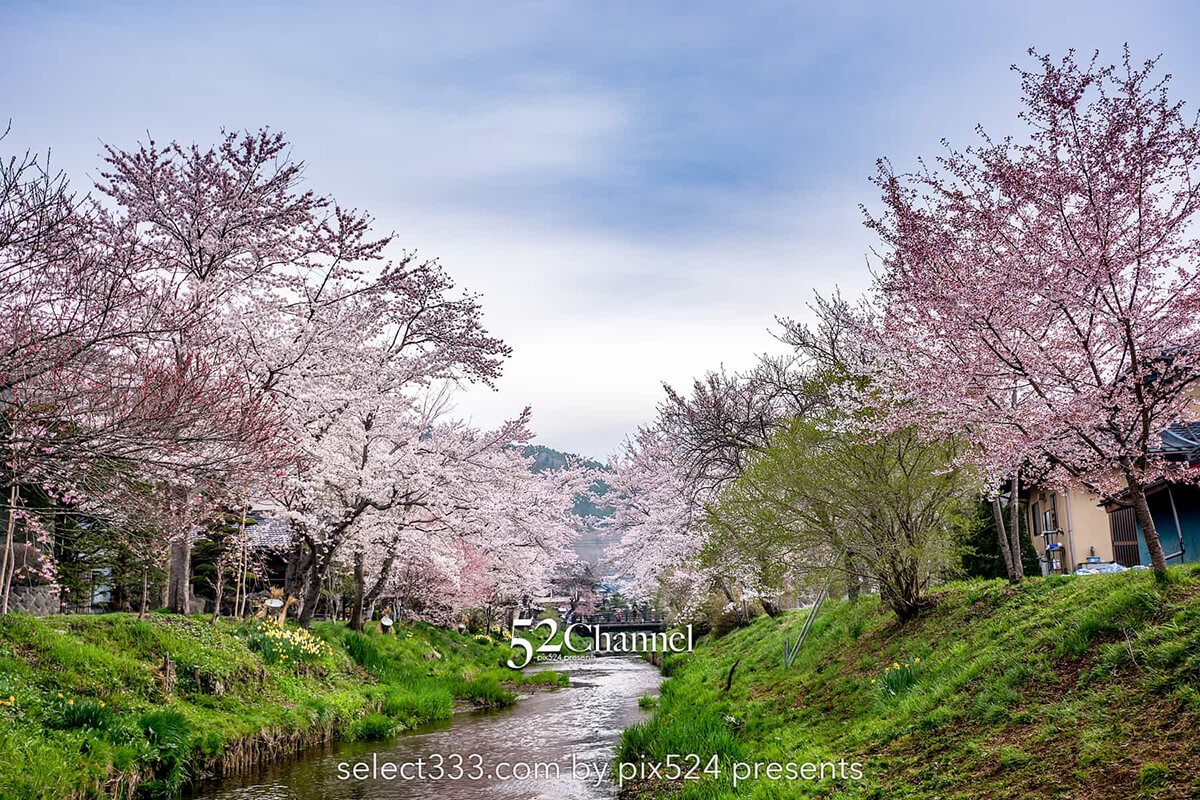 新名庄川の桜並木と富士山の撮影！忍野の桜の満開・見頃はいつ？富士山の麓の桜の風景：writing and Photo by pix524:Masaya Konishi （小西雅哉）写真を楽しむブログ 主宰